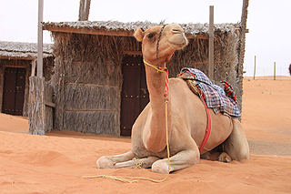 Reitdromedar der Wahiba Beduinen, Oman