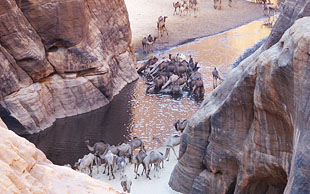 Am Guelta von Archei tränken die Nomaden ihre Dromedare, Archei liegt im Wildreservat Fada–Archei,Tschad
