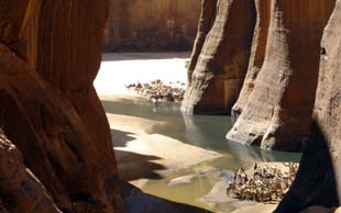 Am Guelta von Archei tränken die Tubu ihre Dromedare, Archei liegt im Wildreservat Fada–Archei,Tschad