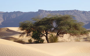 Einsame Akazie in den Dünen, Mauretanien