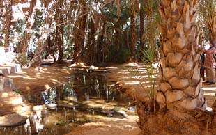 Quelle in der Oase Terjit, Mauretanien