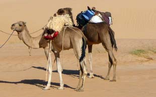 Reit– und Packkamele, Mauretanien