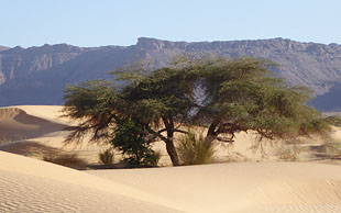 Schirmakazie im Vallée Blanche, Mauretanien