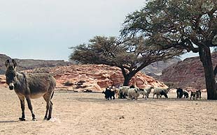 Die Tiere der Beduinen können sich gut den Bedinungen in der Wüste anpassen: Esel, Schafe, Ziegen und Dromedare, Plateau el Gunna, Sinai