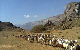 Im Dhofar-Gebirge leben Bergnomaden mit ihren Herden, Oman