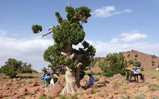 Wacholderbaum, Djebel Saghro, Marokko