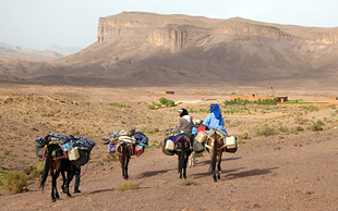 Maultierreiten ist kinderleicht und man sitzt sehr bequem zwischen den Packkörben, Marokko
