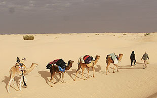 Alle Reiseteilnehmenden haben ein 'eigenes' Dromedar zum Reiten, am besten man reitet und wandert im Wechsel, Erg Oriental, Tunesien
