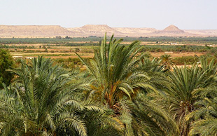 Oase Bahariya, Westliche Wüste, Ägypten
