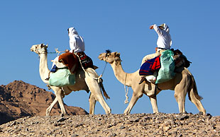 Sie können frei reiten oder Ihr Dromedar von einem Beduinen führen lassen, White Mountains, Wüste Sinai